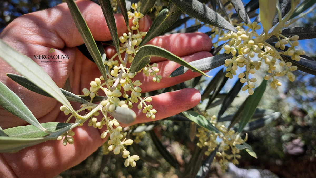 Trama del olivo mergaoliva